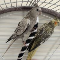 Couple calopsittes