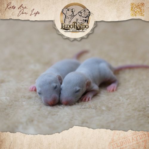 Plus que des rats, des trésors #2