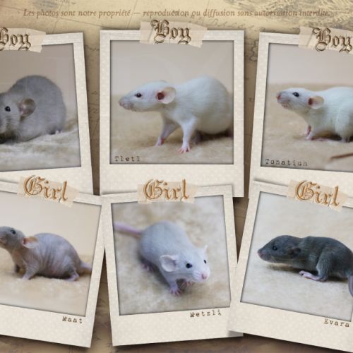 Plus que des rats, des trésors #4