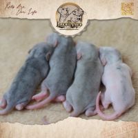 Plus que des rats, des trésors