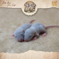 Plus que des rats, des trésors #2