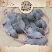 Plus que des rats, des trésors #3