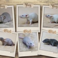 Plus que des rats, des trésors #4
