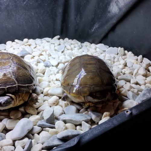 Deux tortues pelomedusa