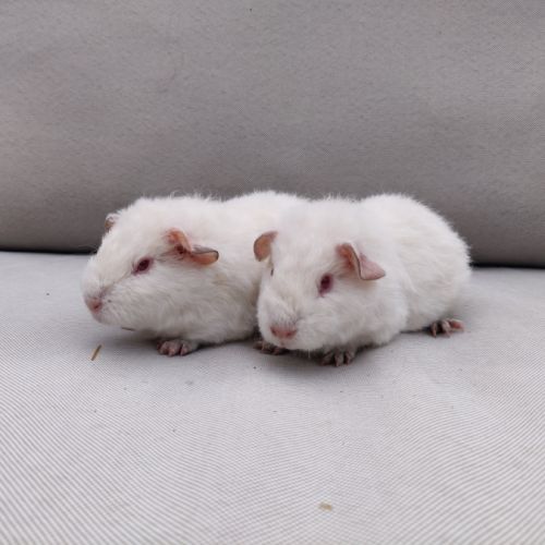 Femelles cochons d'inde race us teddy #2