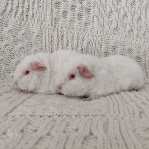 Femelles cochons d'inde race us teddy #6