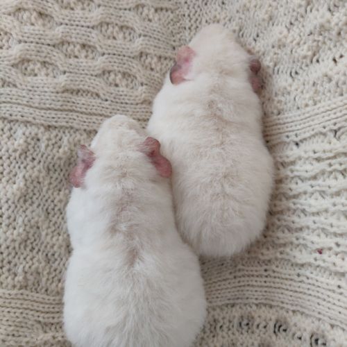 Femelles cochons d'inde race us teddy #7