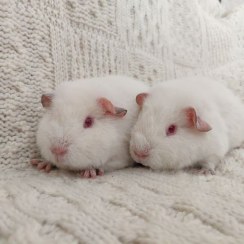 Femelles cochons d'inde race us teddy #8
