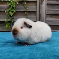 Femelles cochons d'inde race us teddy #0