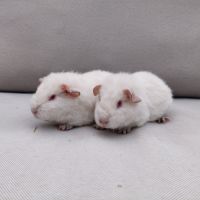Femelles cochons d'inde race us teddy #2