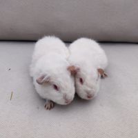 Femelles cochons d'inde race us teddy #5