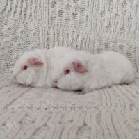 Femelles cochons d'inde race us teddy #6