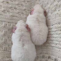 Femelles cochons d'inde race us teddy #7