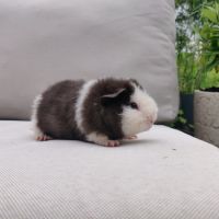 Jeune cochon d'inde mâle de race us teddy (#3)
