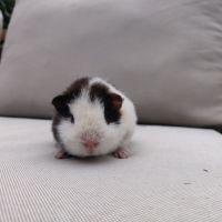 Jeune cochon d'inde mâle de race us teddy (#3) #3