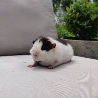 Jeune cochon d'inde mâle de race us teddy (#3) #4