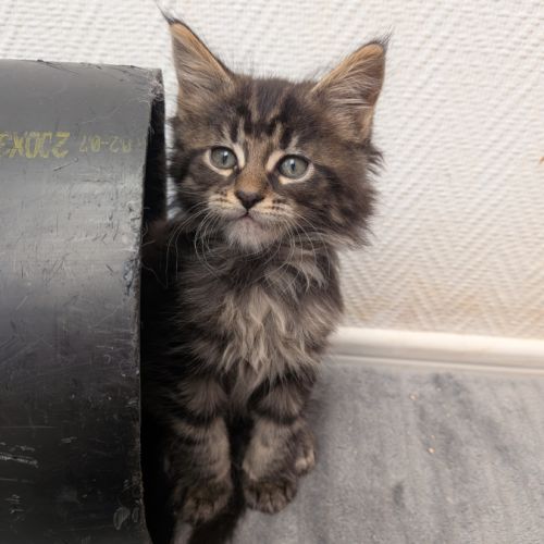Chaton maine coon #1