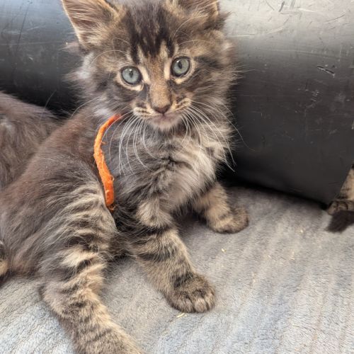 Chaton maine coon
