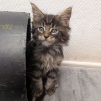 Chaton maine coon #1