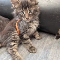 Chaton maine coon #0