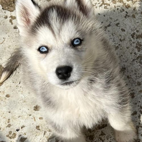Chiots husky lof #1
