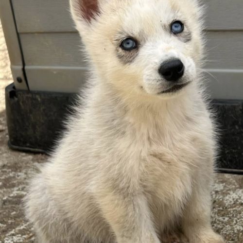 Chiots husky lof