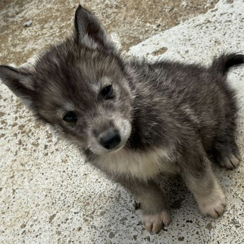 Chiots husky lof #3