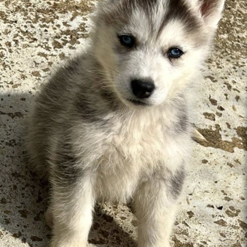 Chiots husky lof #4