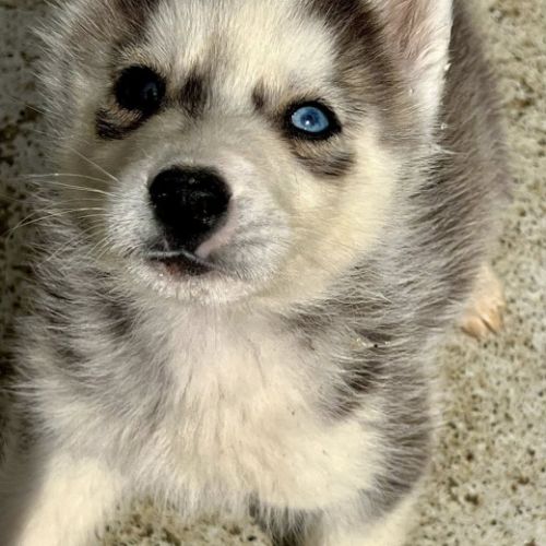Chiots husky lof #7