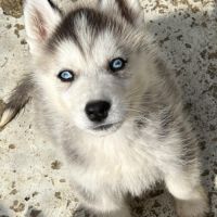 Chiots husky lof #1