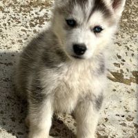 Chiots husky lof #4