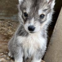 Chiots husky lof #5