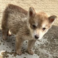 Chiots husky lof #6