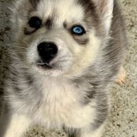 Chiots husky lof #7