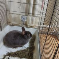 Lapin nain