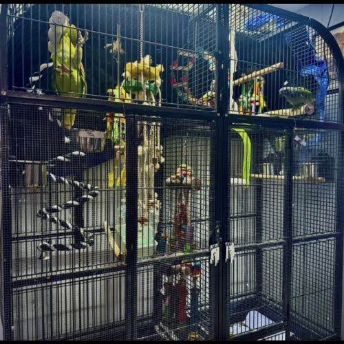 Cage avec amazon à front jaune & pione à tête bleu