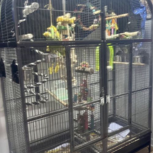 Cage avec amazon à front jaune & pione à tête bleu #4