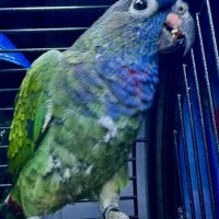 Cage avec amazon à front jaune & pione à tête bleu #2