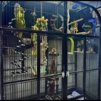 Cage avec amazon à front jaune & pione à tête bleu #0