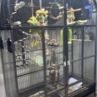 Cage avec amazon à front jaune & pione à tête bleu #4