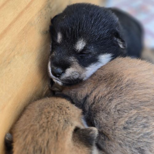 Chiots shiba noir et roux #2