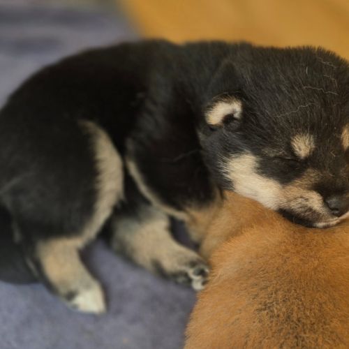 Chiots shiba noir et roux #3