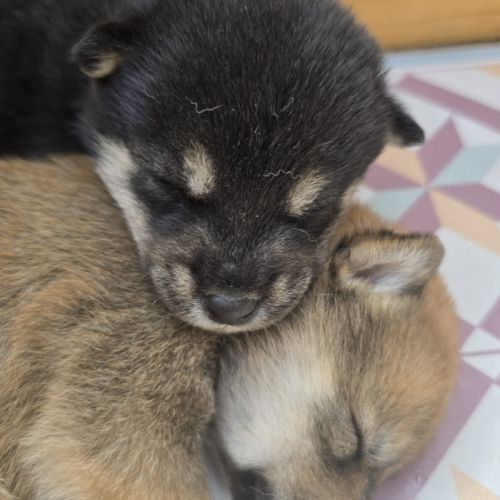 Chiots shiba noir et roux #0