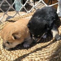 Chiots shiba noir et roux #1
