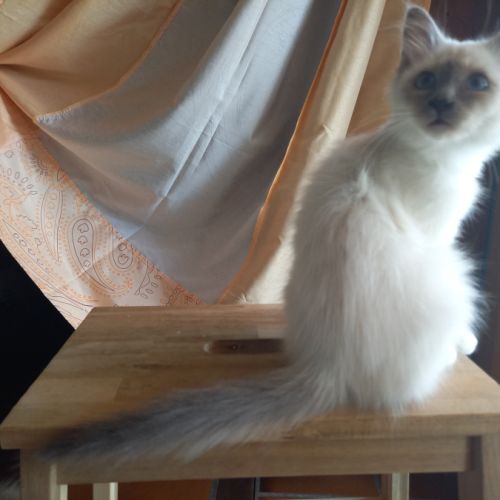 Chatons sacrés de birmanie loof à adopter #4