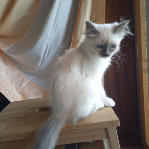 Chatons sacrés de birmanie loof à adopter #5