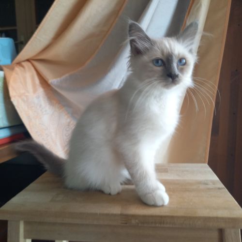 Chatons sacrés de birmanie loof à adopter #7