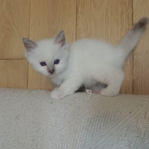 Chatons sacrés de birmanie loof à réserver #1