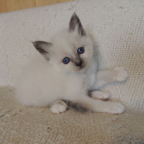 Chatons sacrés de birmanie loof à réserver #2
