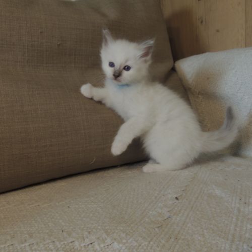 Chatons sacrés de birmanie loof à réserver #3